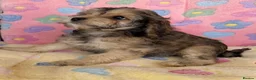 Cockapoo dogs for sale: Beautiful cockapoos 🐶🐶 ready now - Advert 15