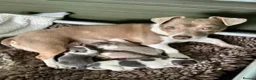 Jack Russell dogs for sale: Conscientiously bred and reared - Advert 4