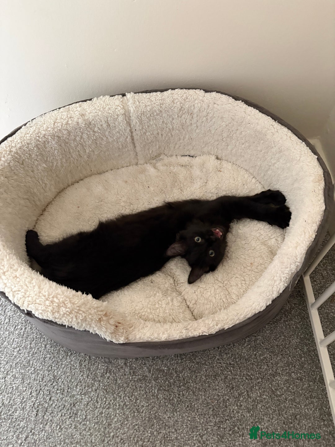 Ragdoll cats for sale: Male Ragdoll - Advert 2