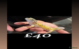 Leopard Gecko reptiles for sale: 3 female geckos in Aberdare - Image 3