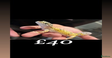 Leopard Gecko reptiles in Aberdare - Advert 1