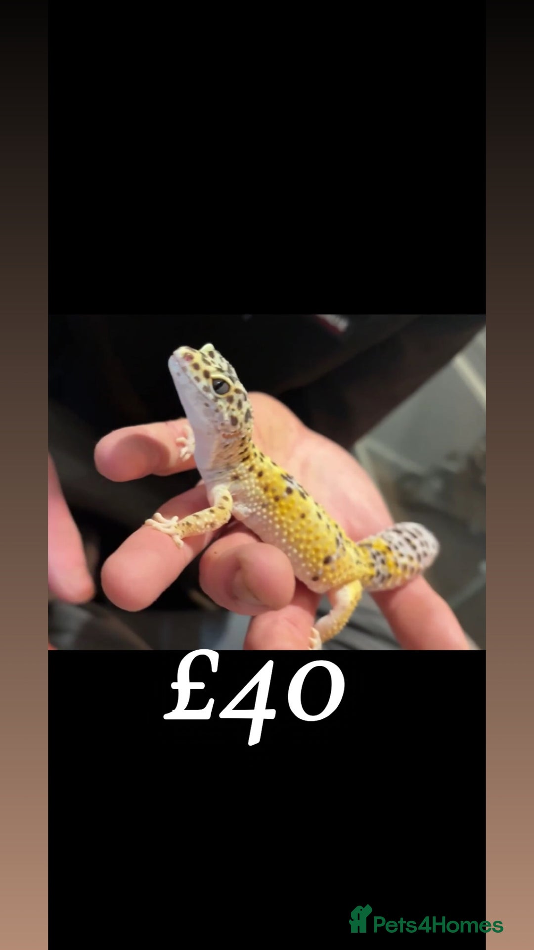 Leopard Gecko reptiles for sale: 3 female geckos in Aberdare - Image 3