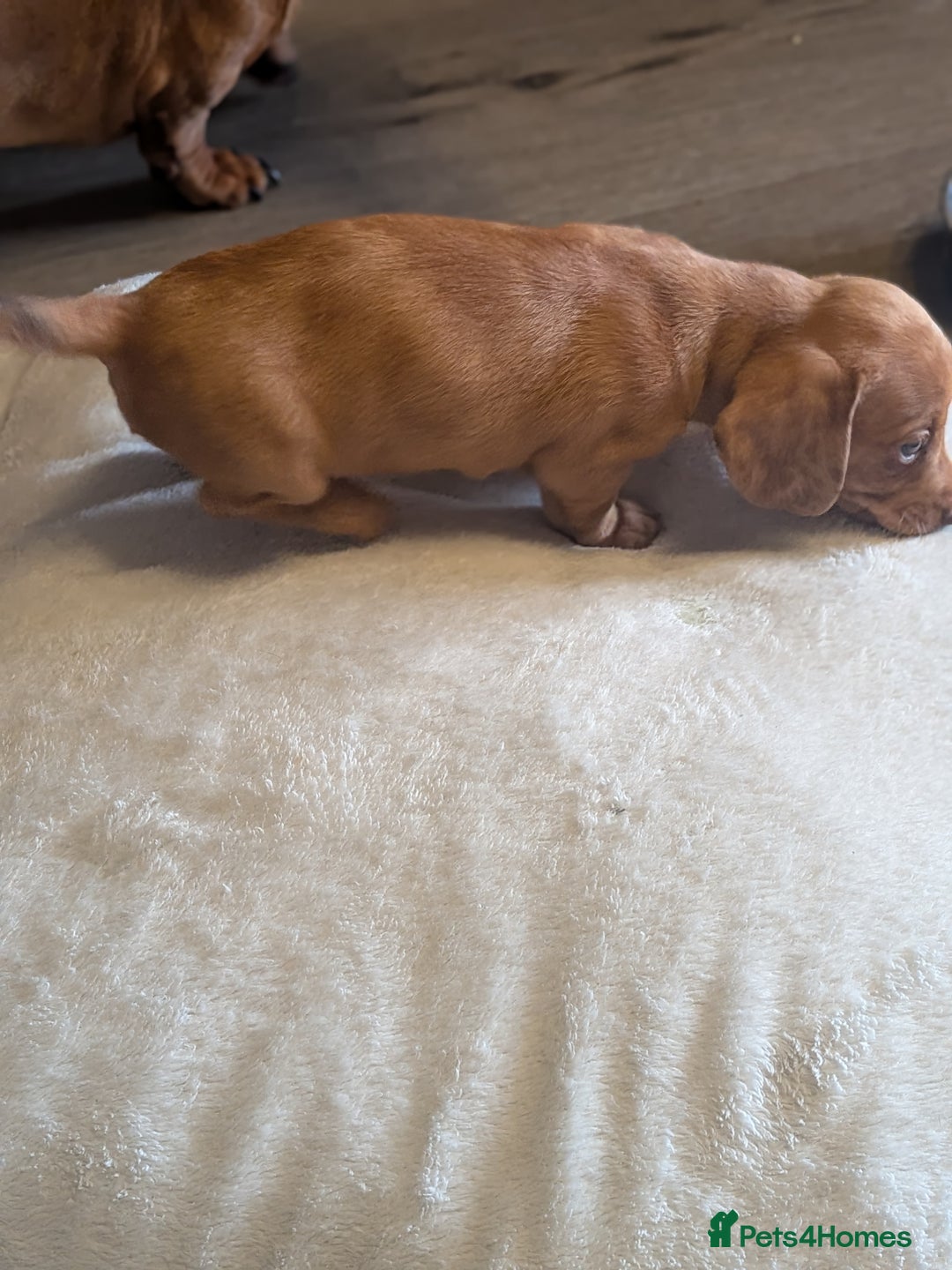 Dachshund dogs for sale: Dachshund puppies  - Advert 20