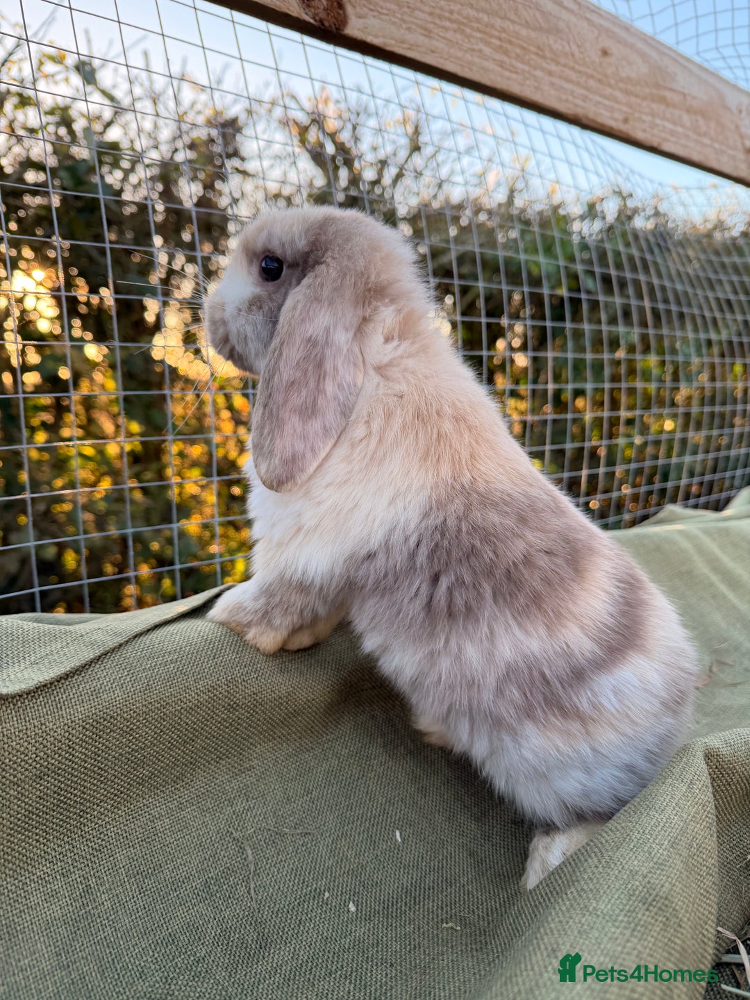 Mini Lop rabbits for sale: Mini Lop bunnies  - Advert 31