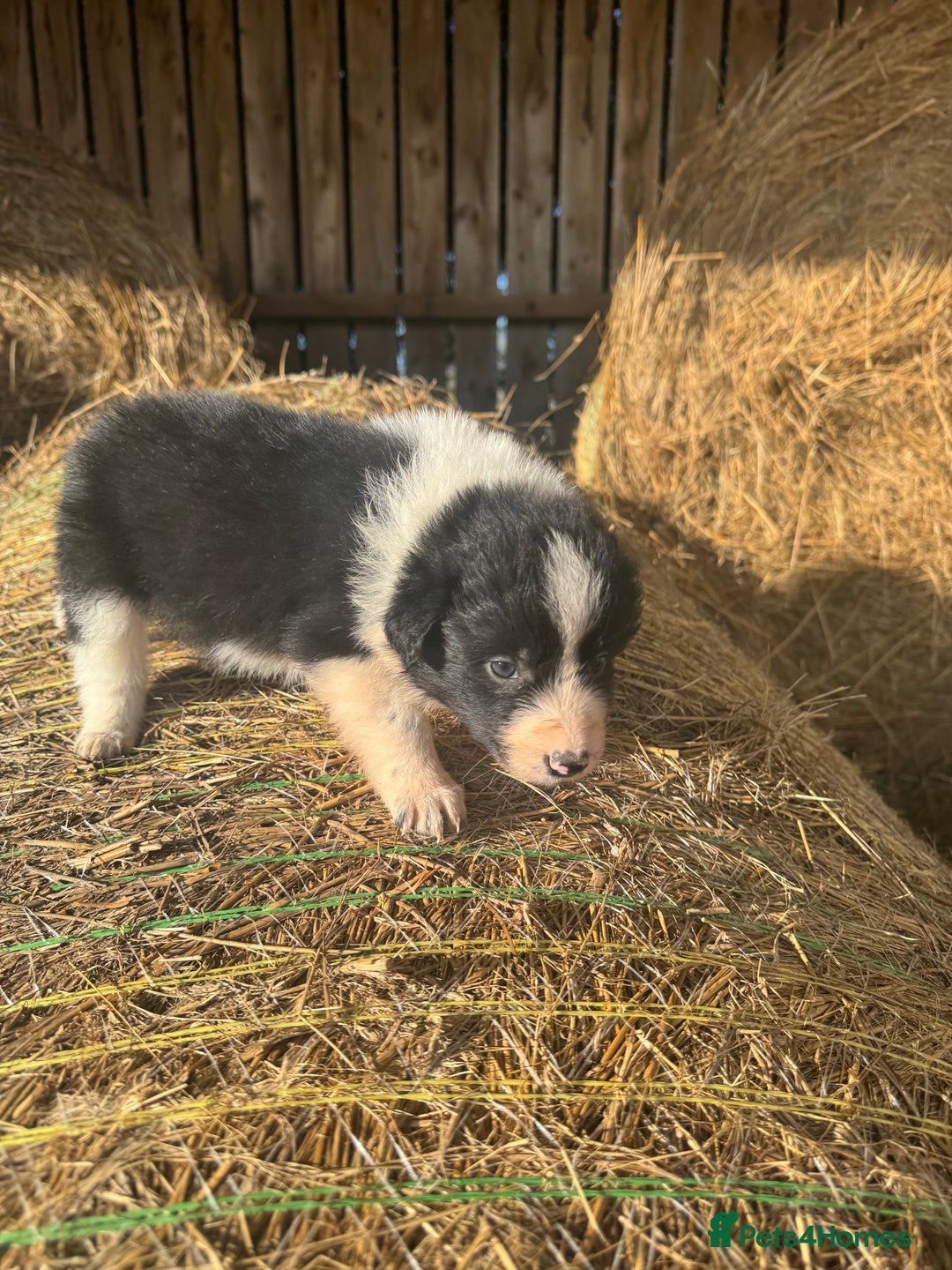 Border Collie dogs for sale: Very cute Border Collie Pups From Working Dogs - Advert 39