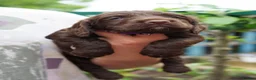 Sprocker dogs for sale: Joyful Sprocker Puppies for Sale - Advert 5