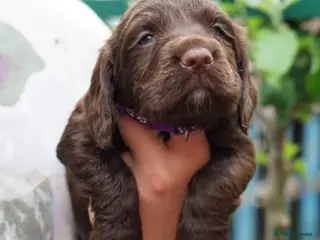 Sprocker dogs *Last Boy* Energetic Sprockers for Sale - Advert 6
