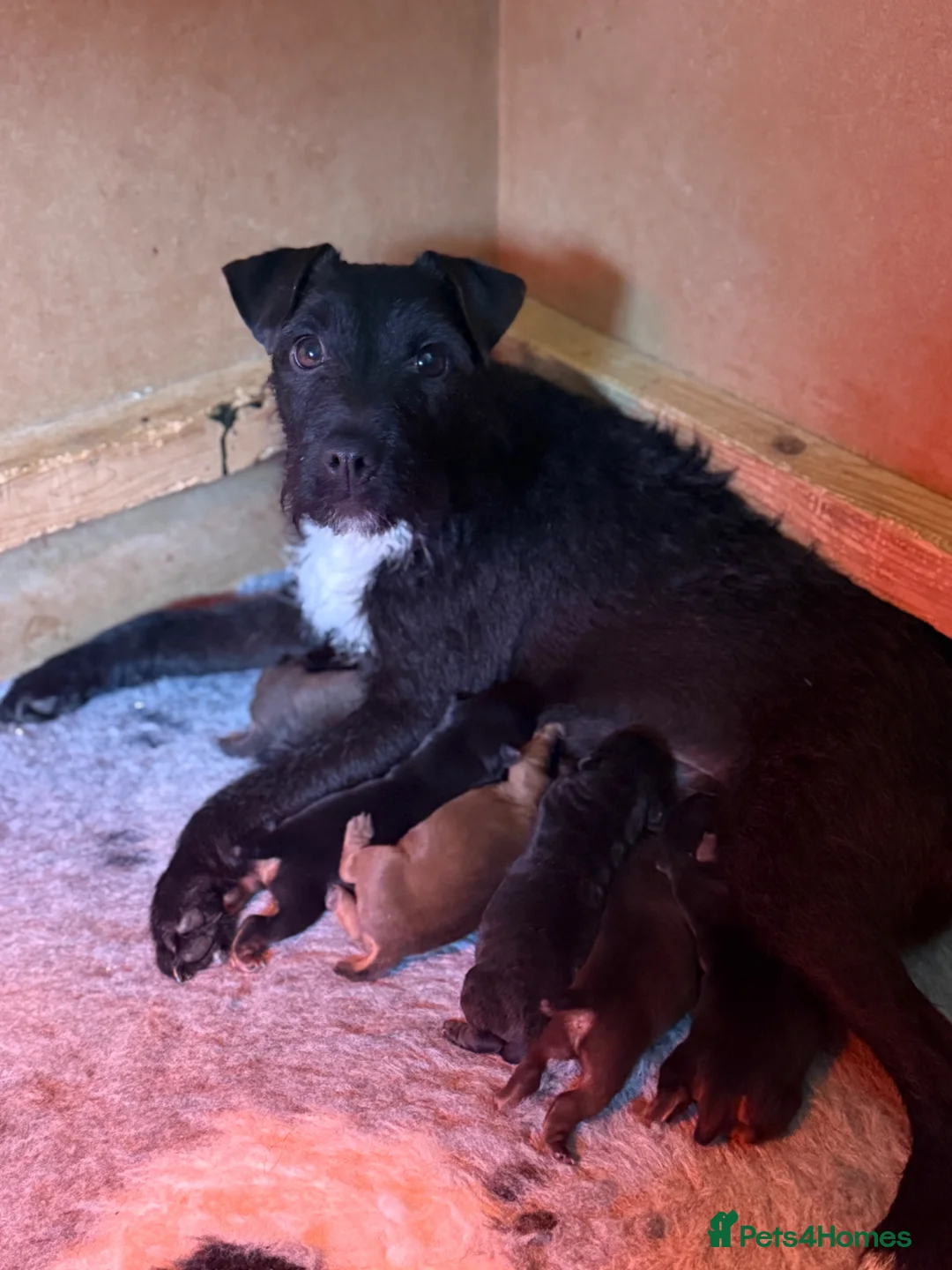 Mixed Breed dogs for sale: Patterdale/ Lakeland terriers  - Advert 9