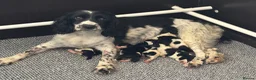 English Springer Spaniel dogs for sale: English Springer Spaniel pups KC REG - Advert 9