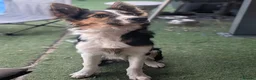 Border Collie dogs for sale: 6 month old male border collie  - Advert 4