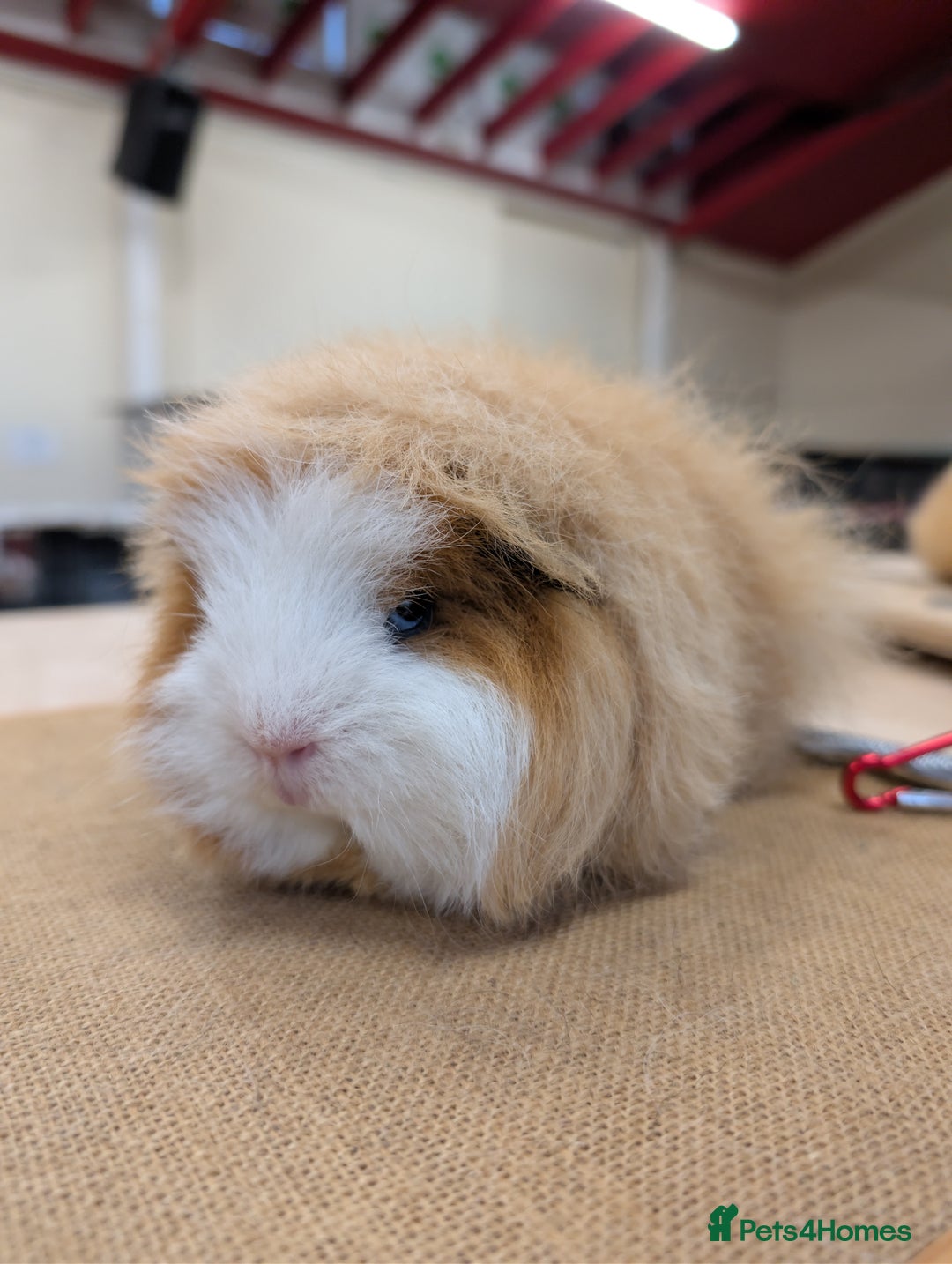 Gallery Image {{count}}