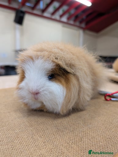 Gallery Image {{count}}