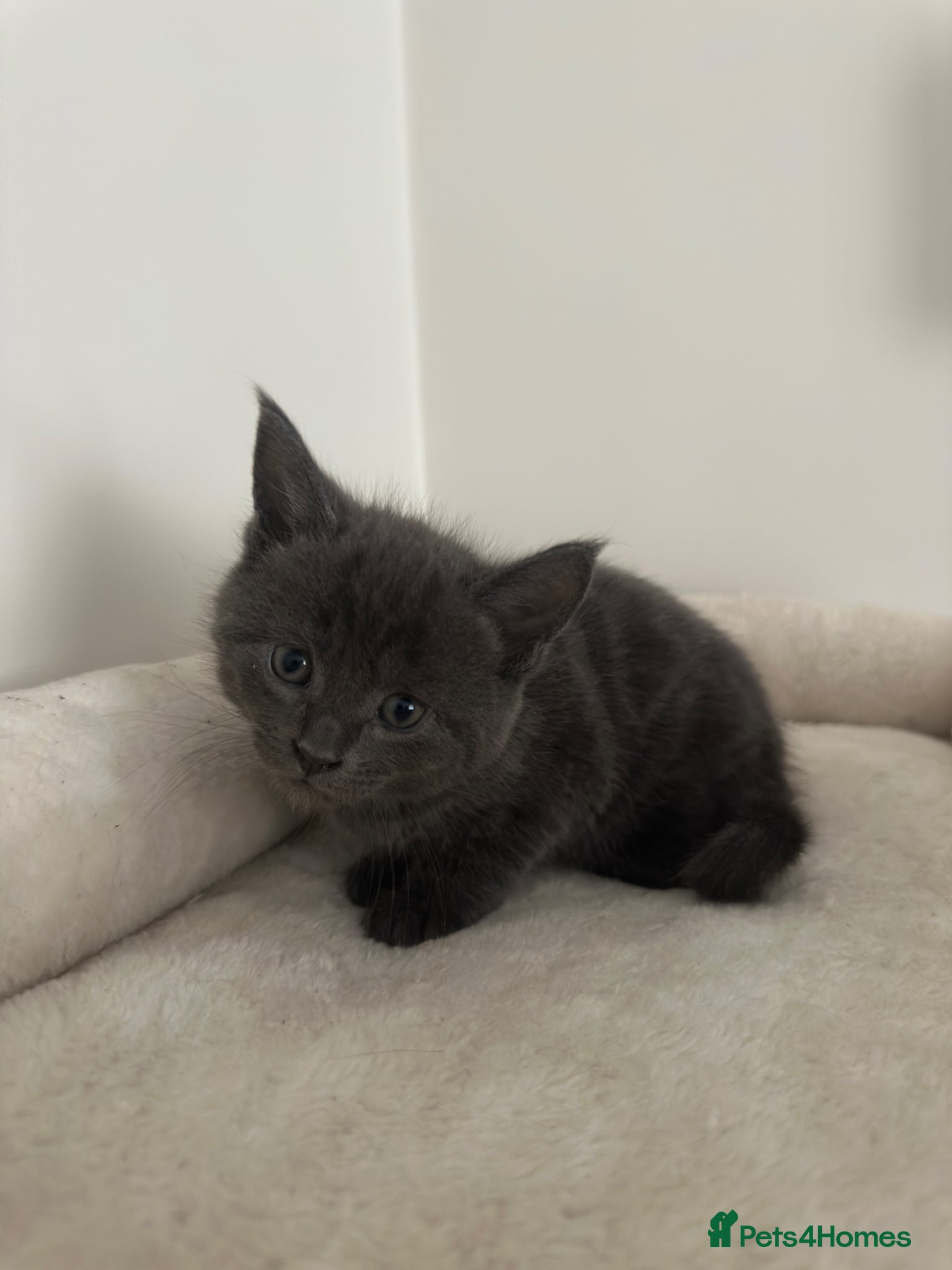 Mixed Breed cats for sale: Maine coon mix breed kittens  - Advert 11
