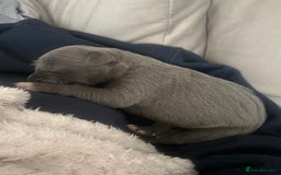 Mixed Breed dogs for sale: Staff x cane corso merle and grey pups for sale  - Image 7