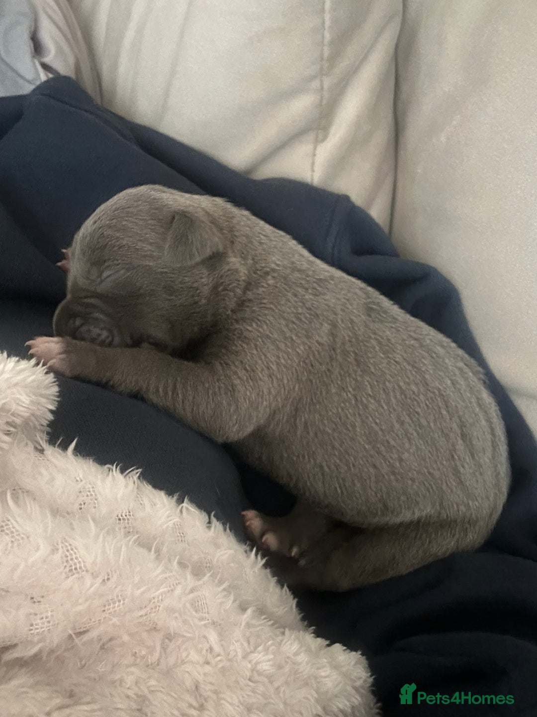 Mixed Breed dogs for sale: Staff x cane corso merle and grey pups for sale  - Image 7