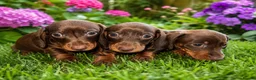 Miniature Dachshund dogs for sale: 🐾 Beautiful Dachshund Puppies ❤️ - Advert 4
