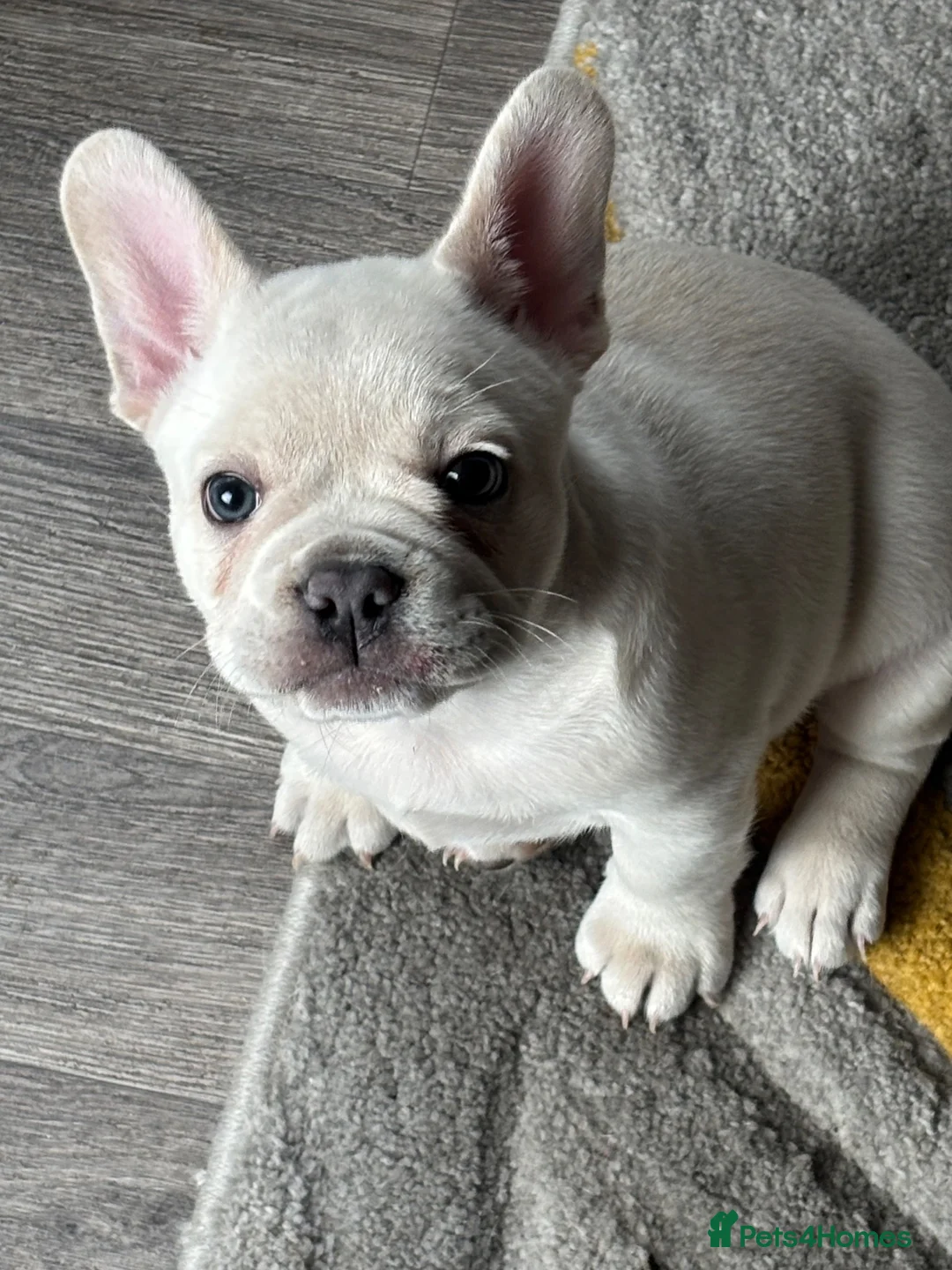 French Bulldog dogs for sale: Frenchie boy in Chesterfield - Advert 11