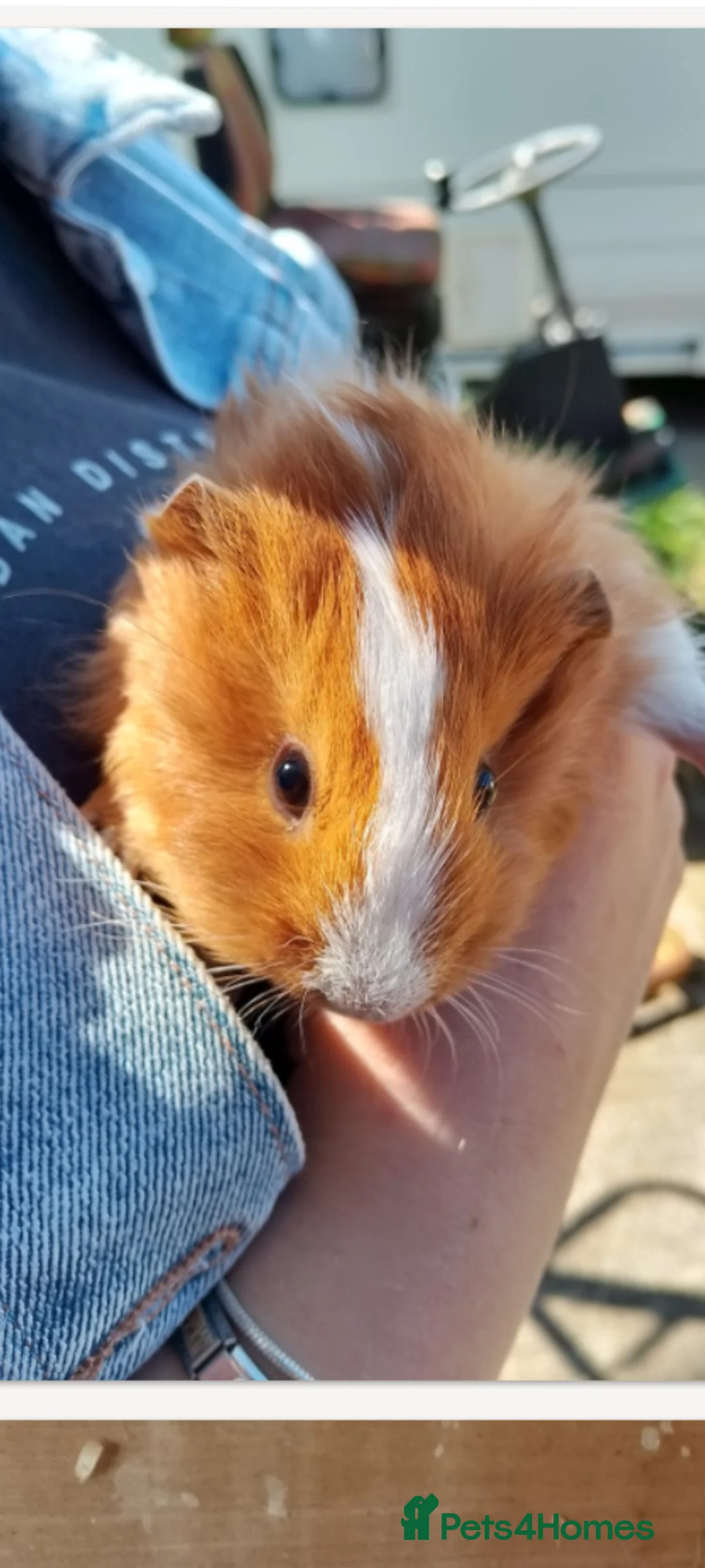 Guinea Pig rodents for sale: Gorgeous males - Advert 4