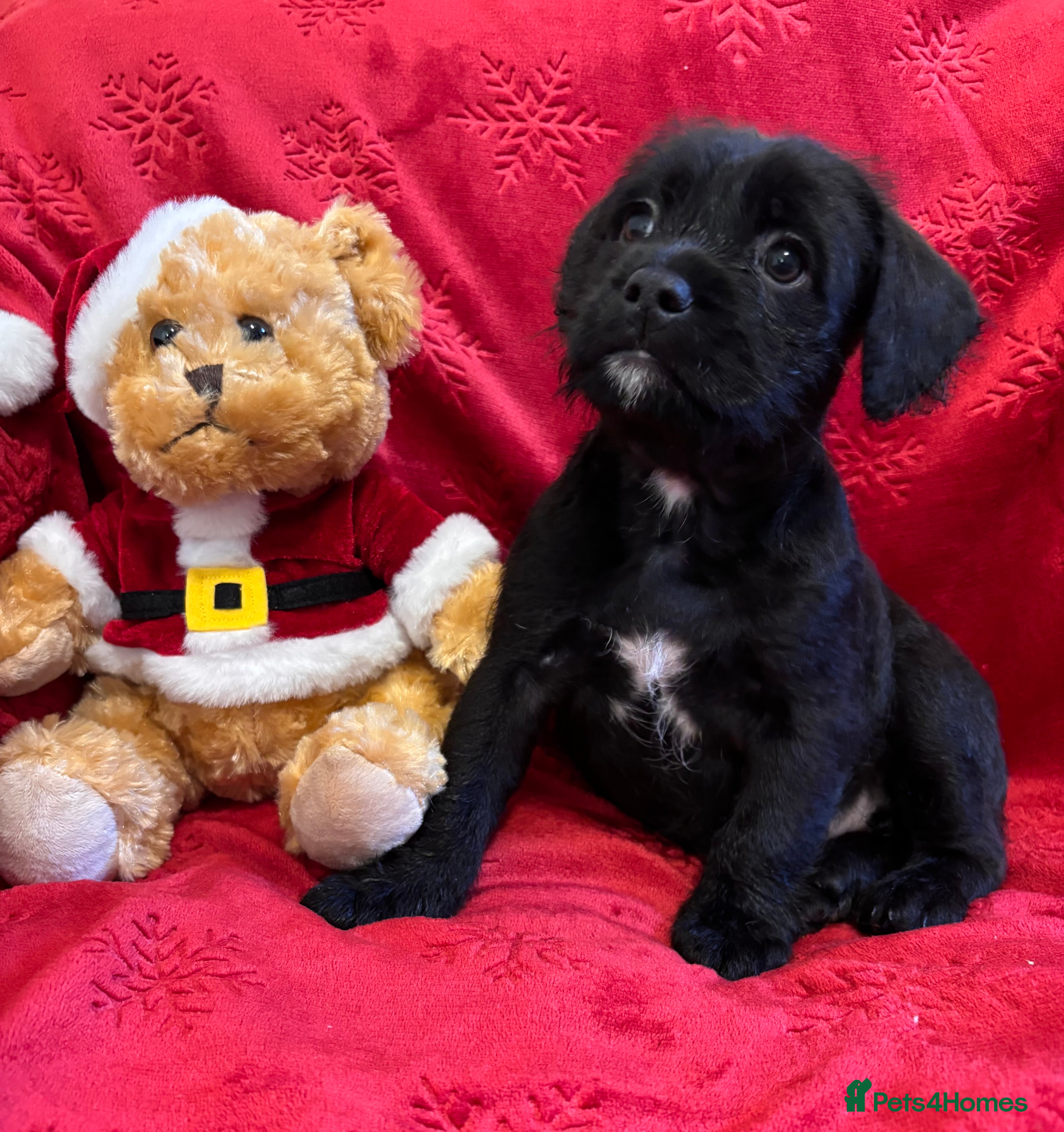 Mixed Breed dogs 💚❤️ READY TO LEAVE NOW ❤️💚 - Advert 5