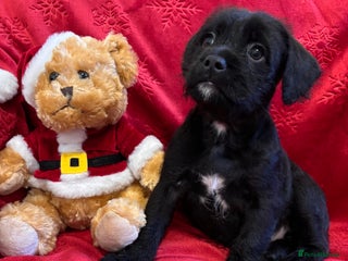 Mixed Breed dogs 💚❤️ READY TO LEAVE NOW ❤️💚 - Advert 7