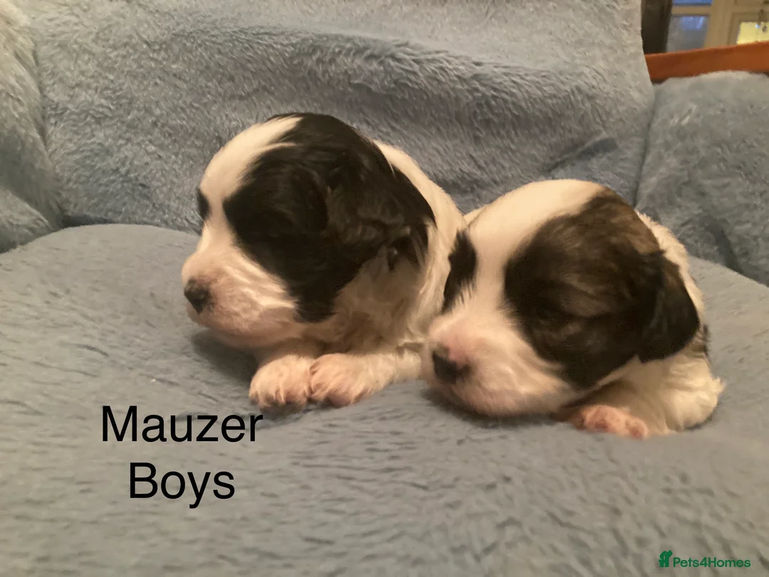 Toy Poodle dogs for stud: Stunning Maltese at STUD in Coventry - Advert 23