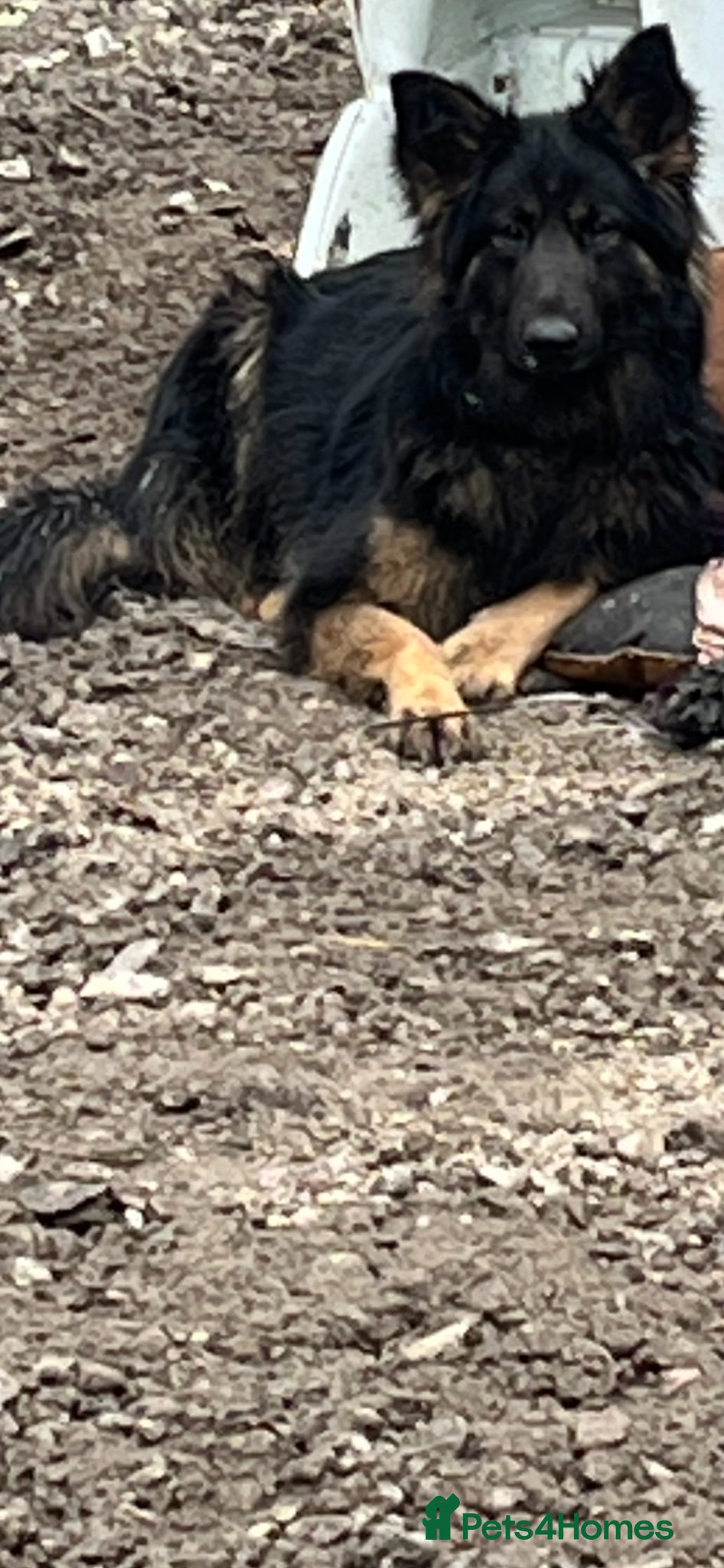 German Shepherd dogs for sale: German shepherd puppies  - Advert 1