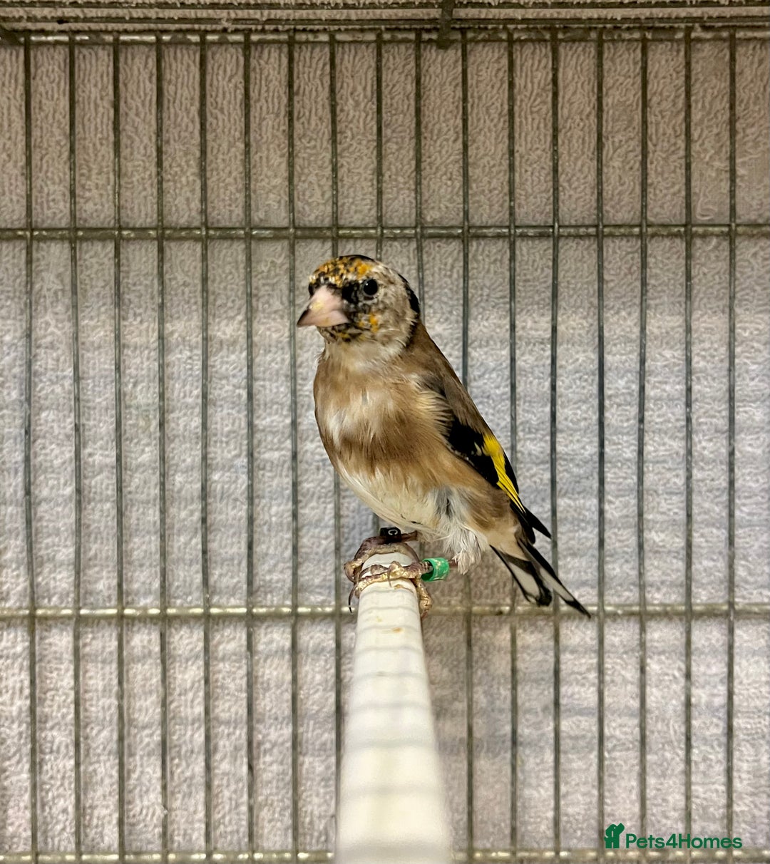 Finches birds for sale: Juvenile goldfinches ! Males and females bbc rung! - Image 5