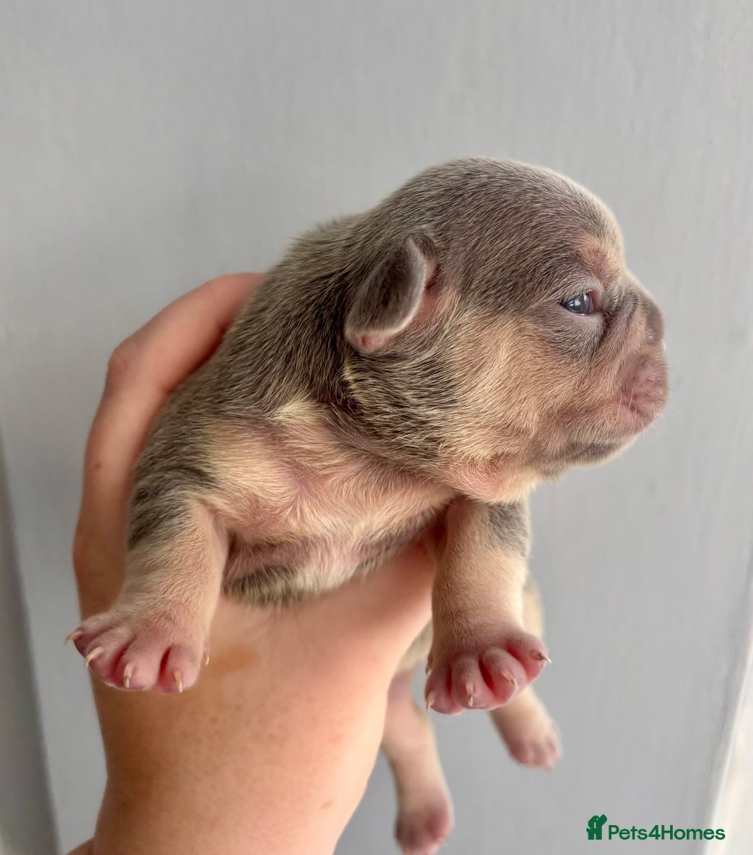 French Bulldog dogs for sale: 3 gorgeous grey French Bulldogs for sale - Image 1