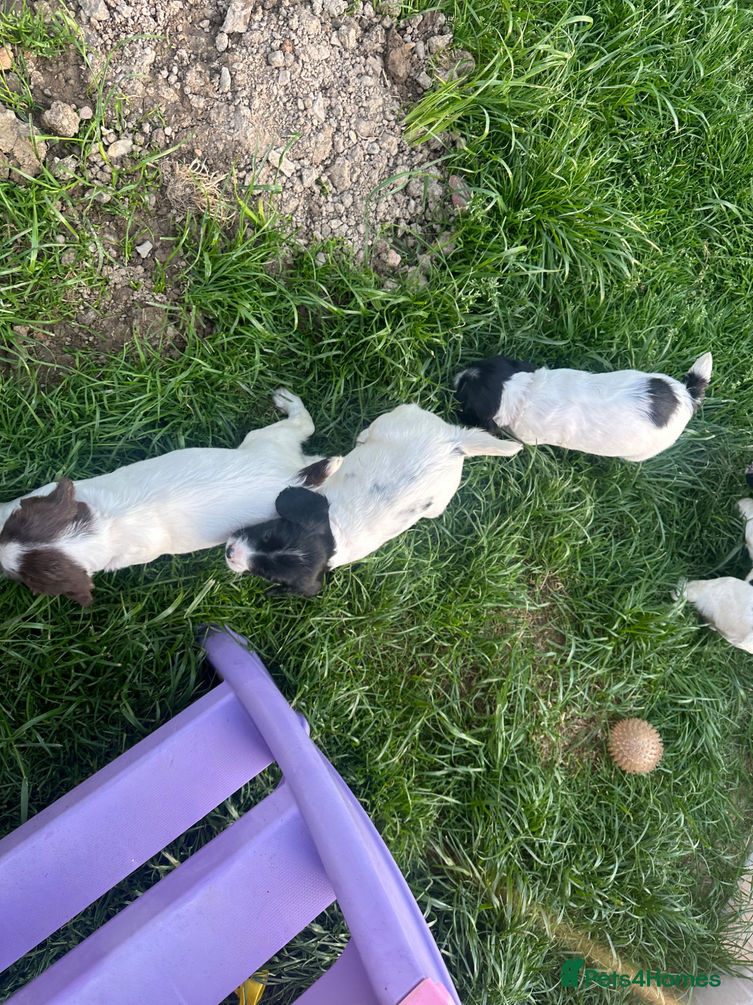 English Springer Spaniel dogs KC Springers ONLY 2 GIRLS LEFT-READY IN 7 DAYS  - Advert 1