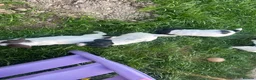English Springer Spaniel dogs for sale: Kc springers 1 GIRL LEFT  - Advert 4