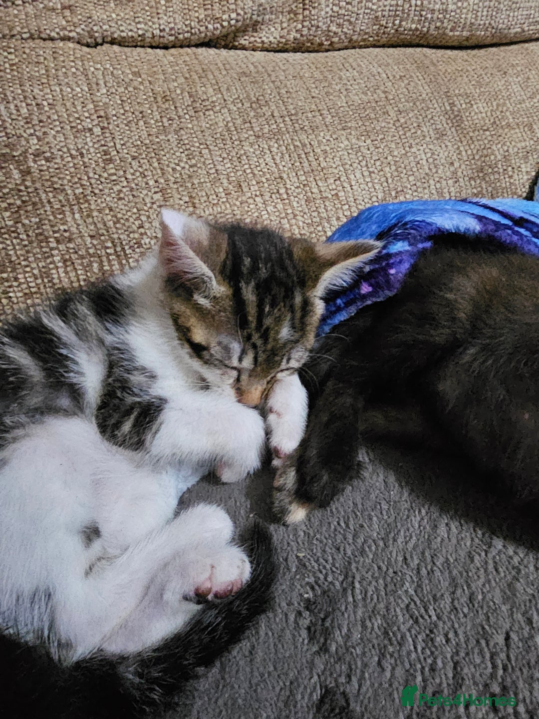 Mixed Breed cats for sale: Adorable kittens for sale - Advert 27