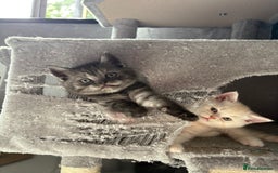 Scottish Fold cats for sale: Scottish fold kittens ready to find new homes - Image 31