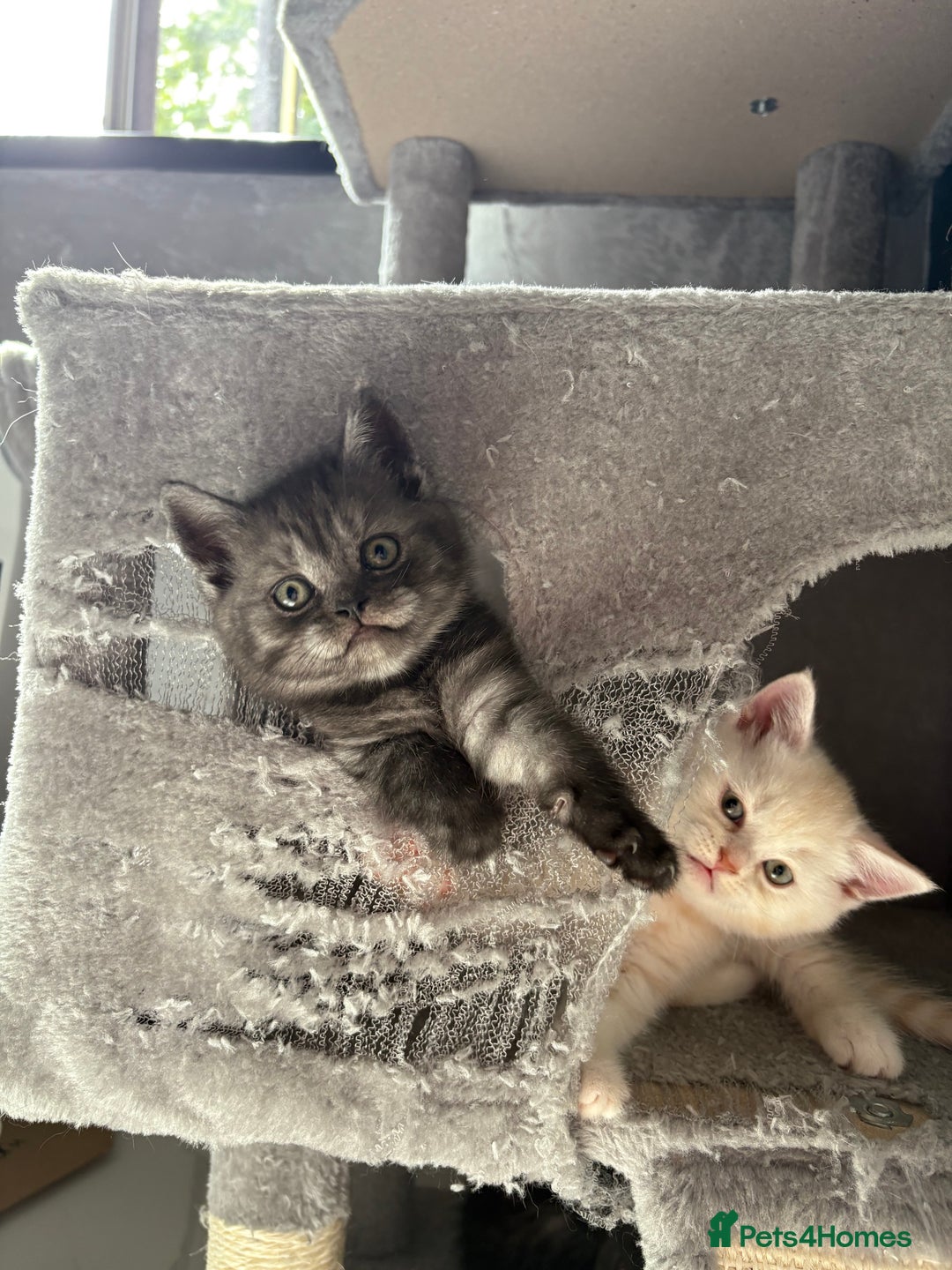 Scottish Fold cats for sale: Scottish fold kittens ready to find new homes - Image 31