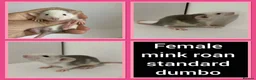 Rat rodents for sale: Adorable Dumbo Baby Rats  - Advert 32