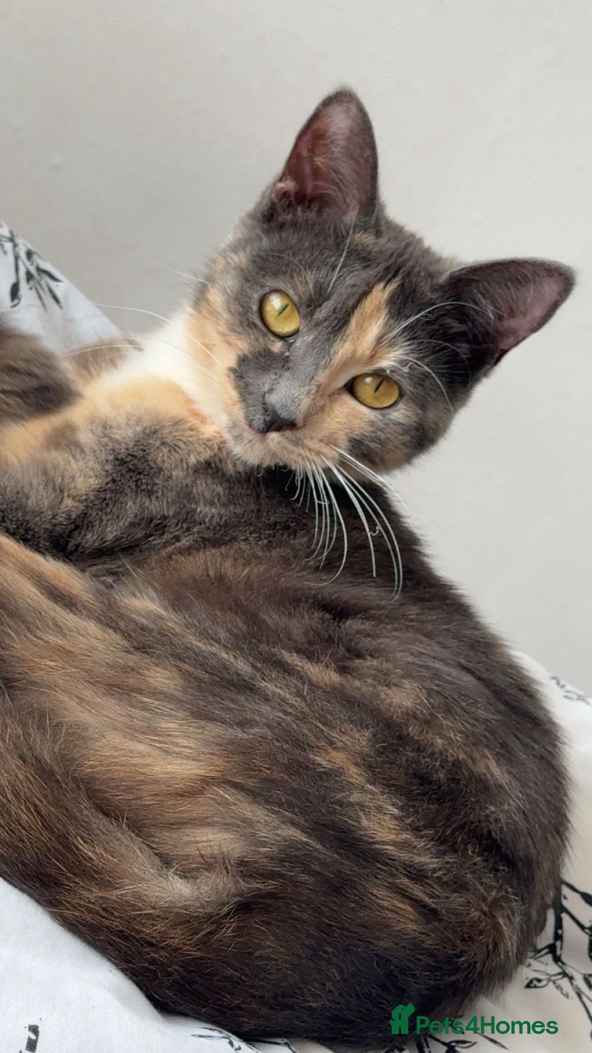 Mixed Breed cats Cat and kittens available  - Advert 6