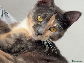 Mixed Breed cats Cat and kittens available - Advert 6