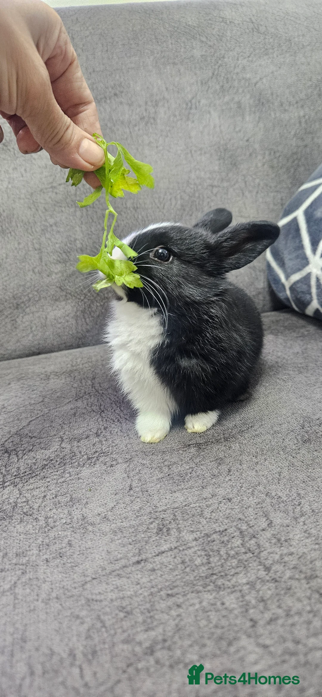 Mixed Breed rabbits for sale: They are all boys  😊 - Advert 11
