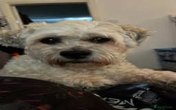 Shichon dogs for sale: Loveable (but problematic) 7 y/o boy  - Image 7