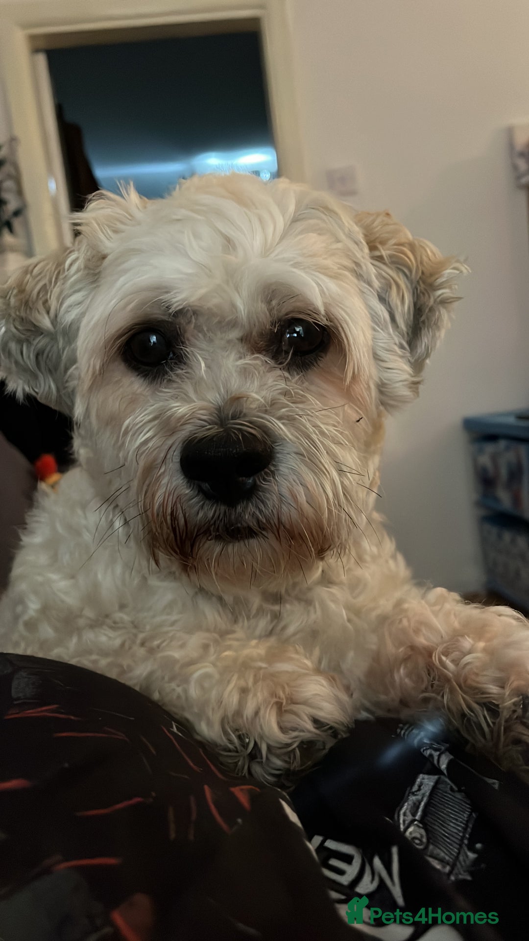 Shichon dogs for sale: Loveable (but problematic) 7 y/o boy  - Image 7