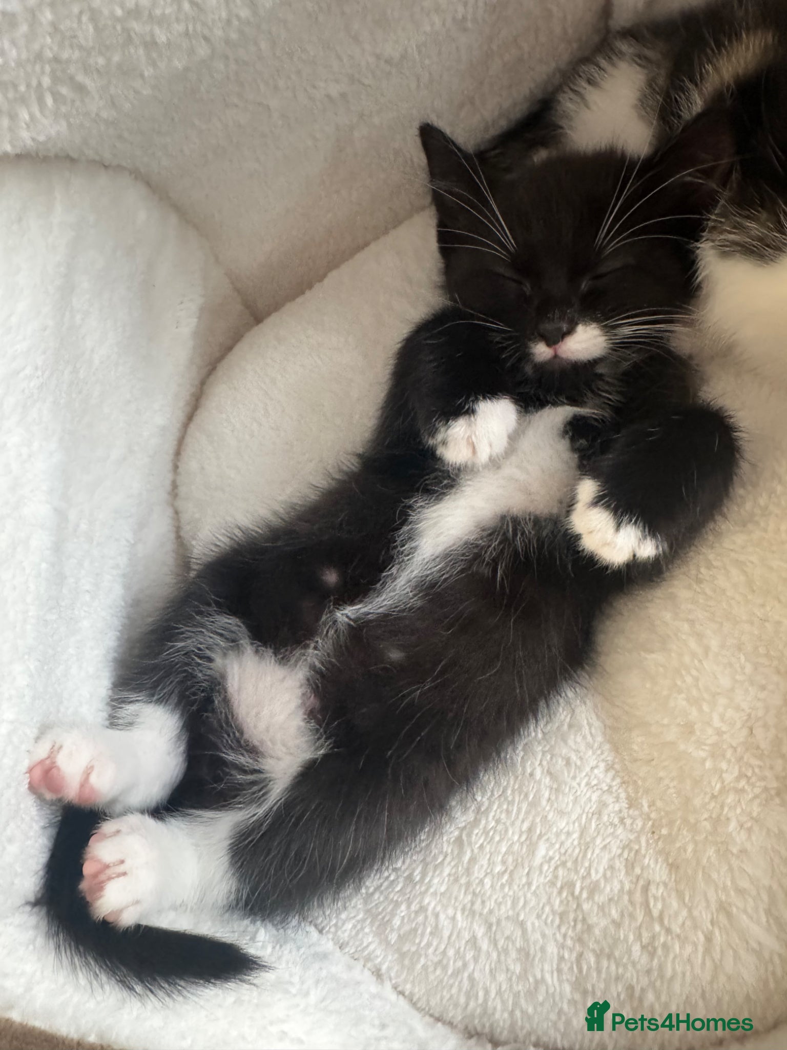 Mixed Breed cats Kittens available  - Advert 6