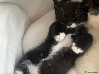 Mixed Breed cats Kittens available - Advert 1