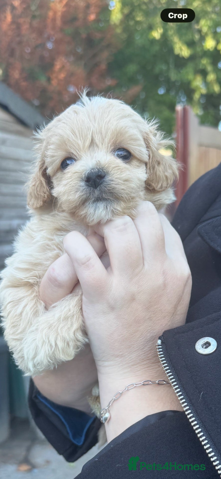 Maltipoo dogs Teddy bear maltipoo puppies  - Advert 1