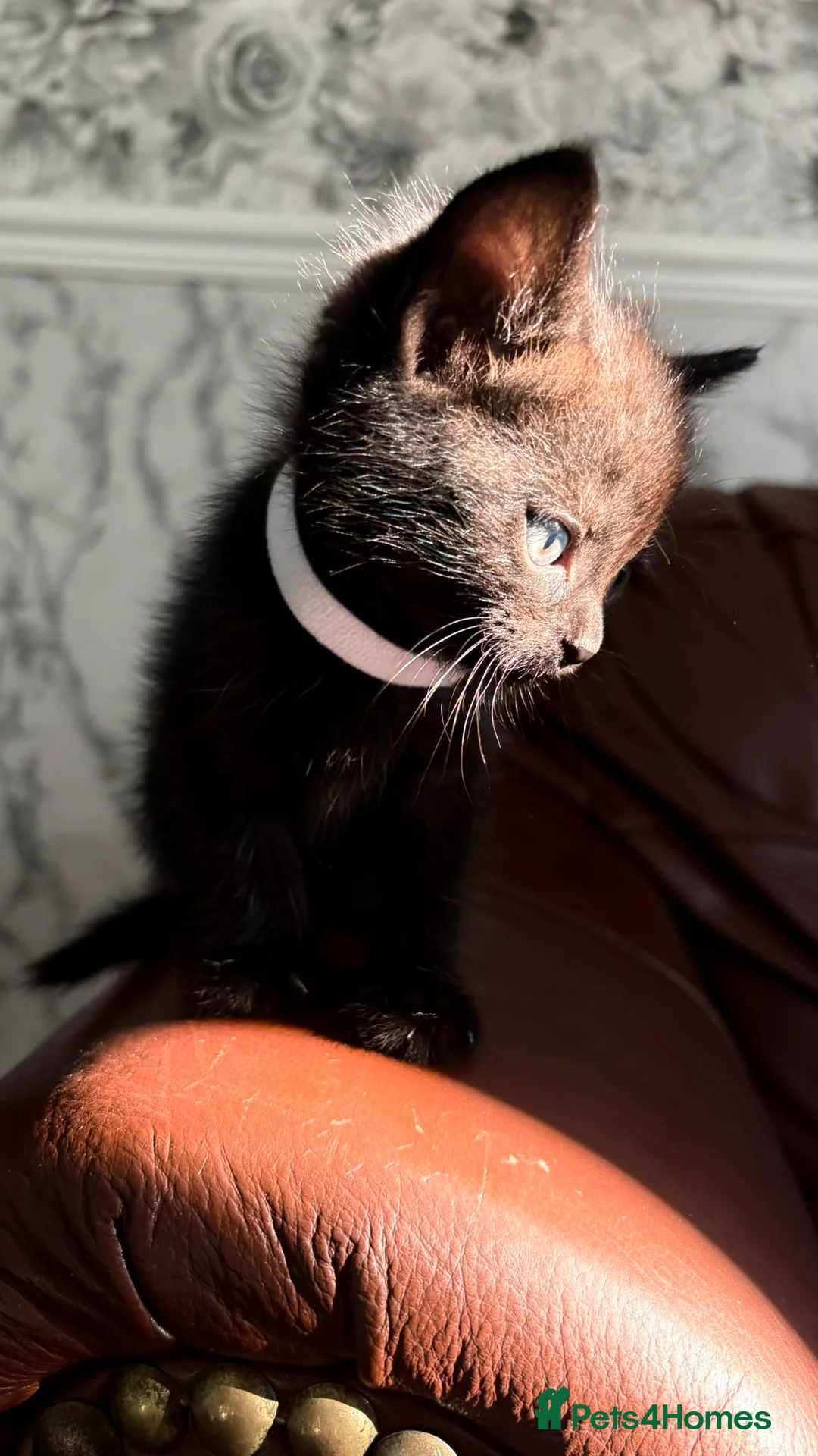 Mixed Breed cats for sale: Six beautiful kittens ready for their new homes 🏡 in Willenhall - Advert 2