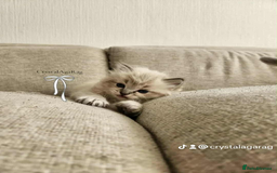 Ragdoll cats for sale: 🐾🌸GCCF Adorable purebred Ragdoll Kittens🌸🐾 - Image 9