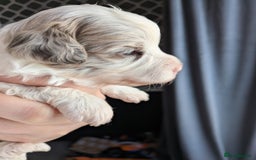 Bordoodle dogs for sale: Toy Bordoodles ❤️ - 1 girl available - Image 5