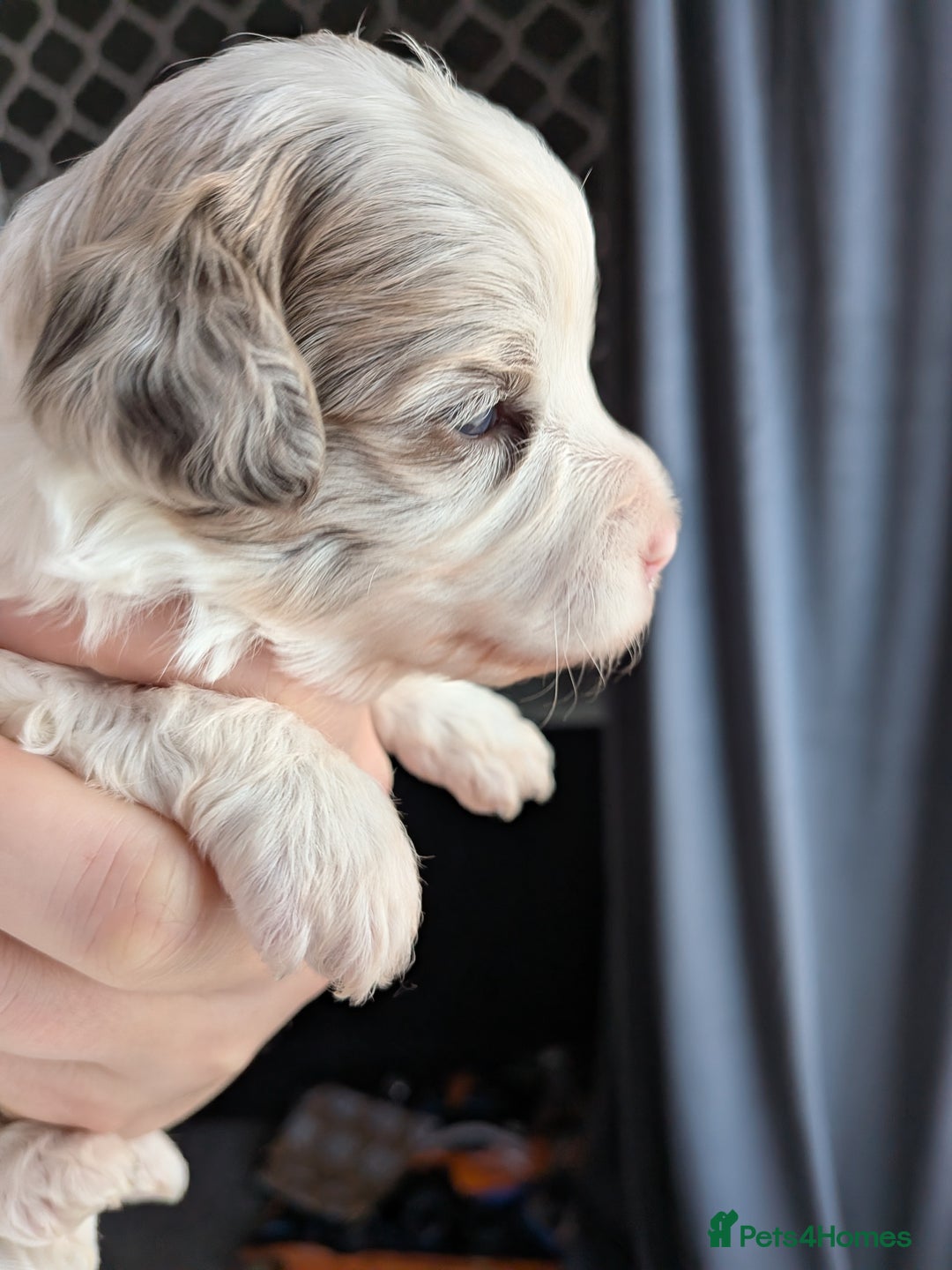 Bordoodle dogs for sale: Toy Bordoodles ❤️ - 1 girl available - Image 5