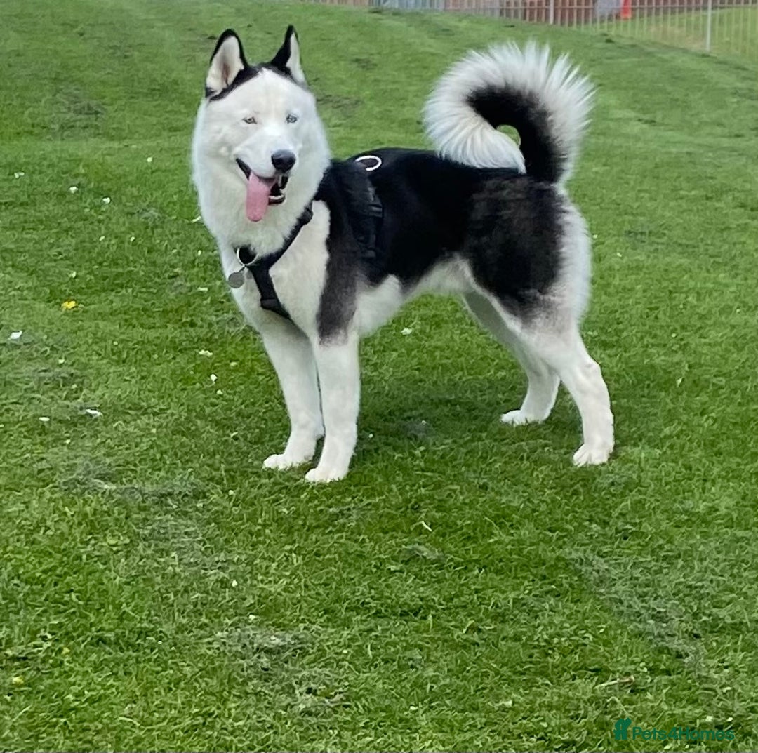 Siberian Husky dogs for stud: Stunning Blue eye Sibrian Husky for Stud in Liverpool - Image 3