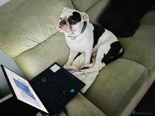 Dorset Olde Tyme Bulldogge dogs Olde Tyne English Bulldog, 1 year old - Advert 1