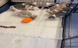 Whippet dogs for sale: Outstanding boys / girls - Image 4