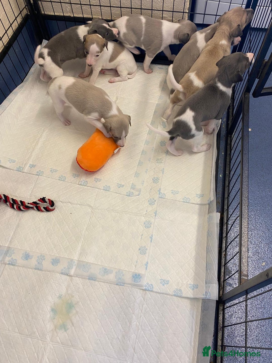 Whippet dogs for sale: Outstanding boys / girls - Image 4